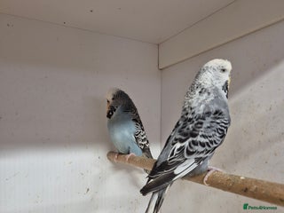 Budgerigars birds - Advert 26