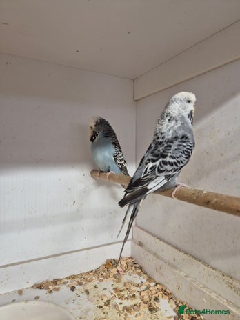 Budgerigars birds - Advert 13