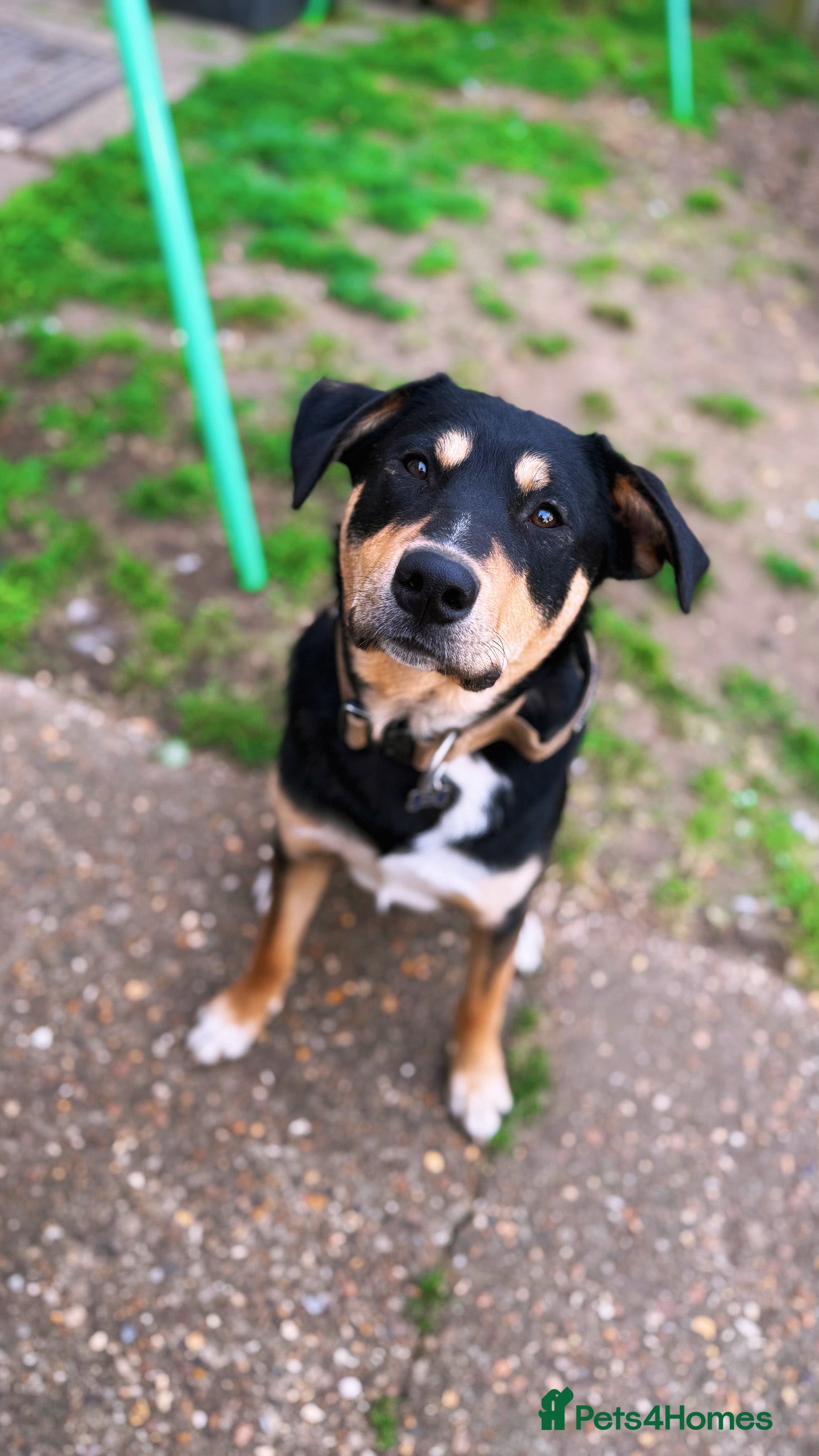 Mixed Breed dogs Our beautiful boy Koda💙 - Advert 1