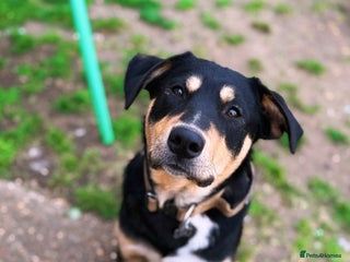 Mixed Breed dogs Our beautiful boy Koda💙 - Advert 1