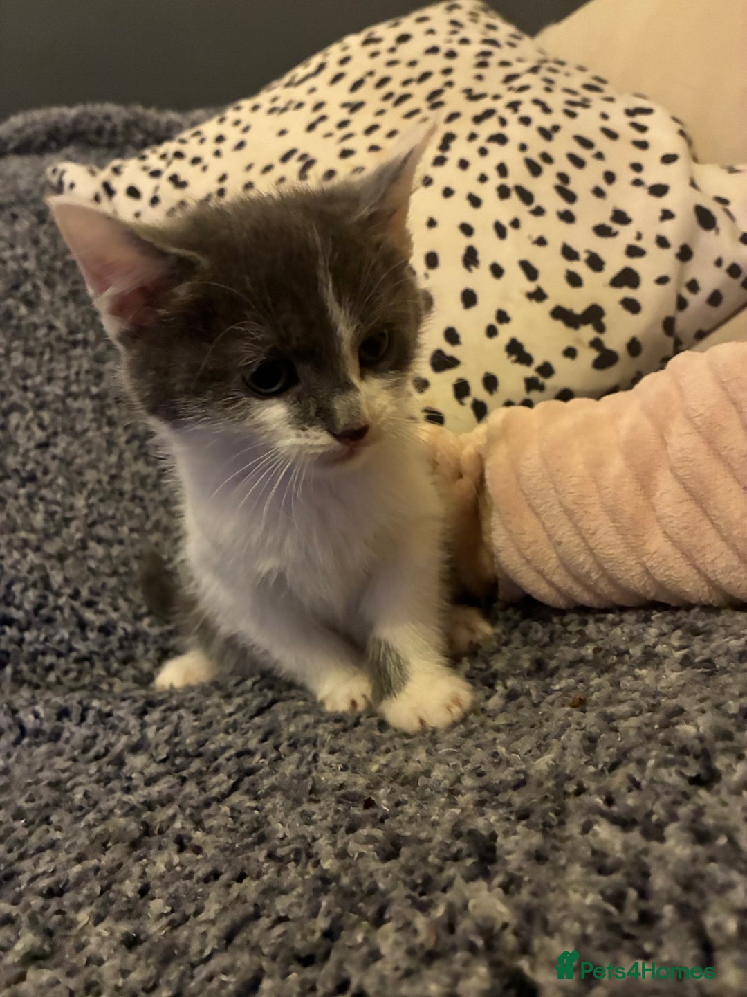 Mixed Breed cats for sale: Five kittens looking for their forever home  - Advert 21