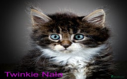 Maine Coon cats for sale: Purebred Maine Coon kittens - Image 5