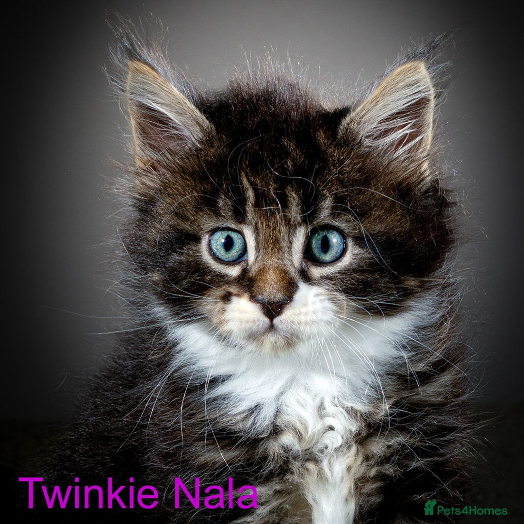 Maine Coon cats for sale: Purebred Maine Coon kittens - Image 5