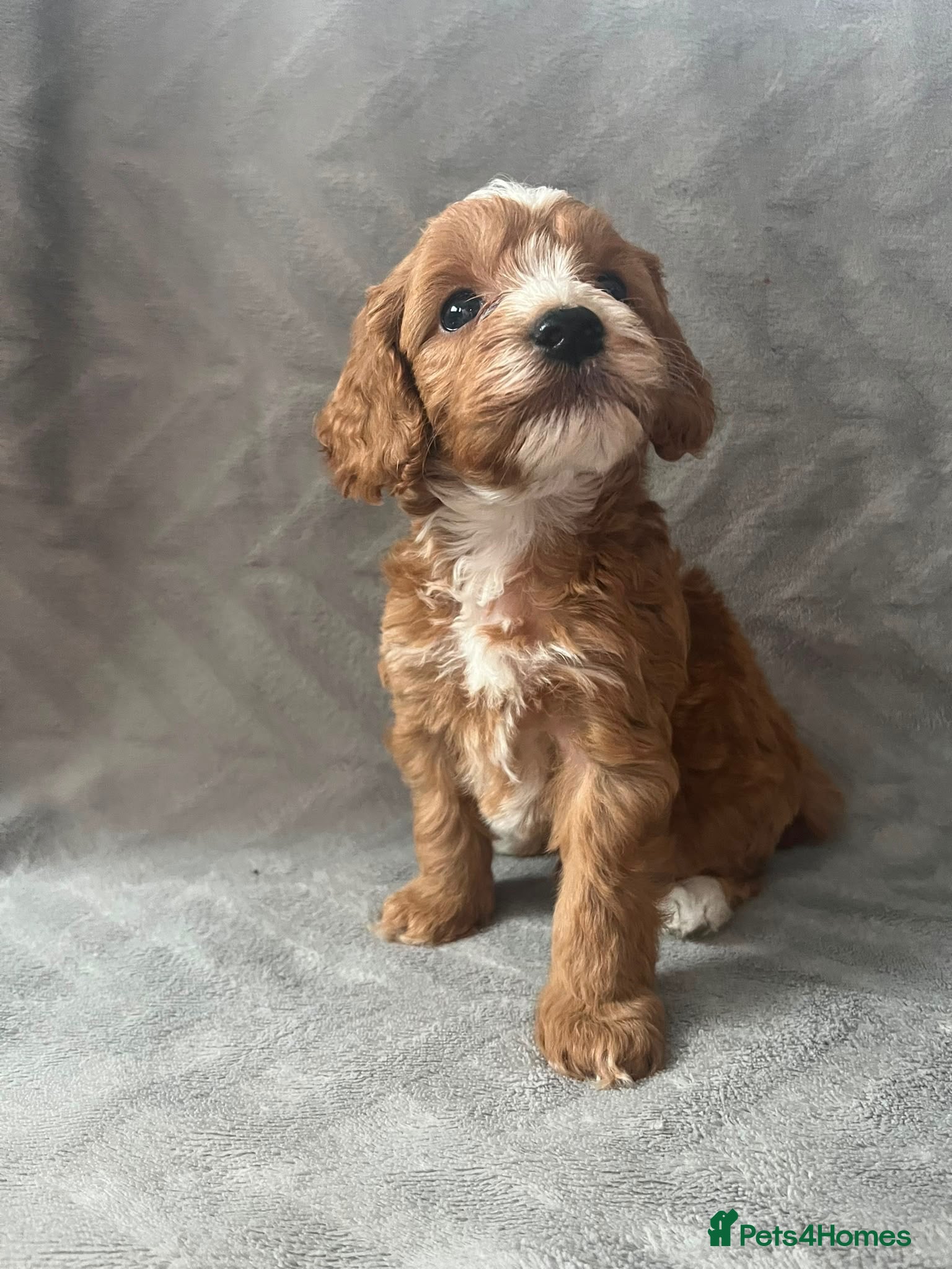 Cockapoo dogs Toy Cockapoo Puppies - Advert 2