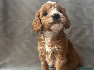 Cockapoo dogs Toy Cockapoo Puppies - Advert 2