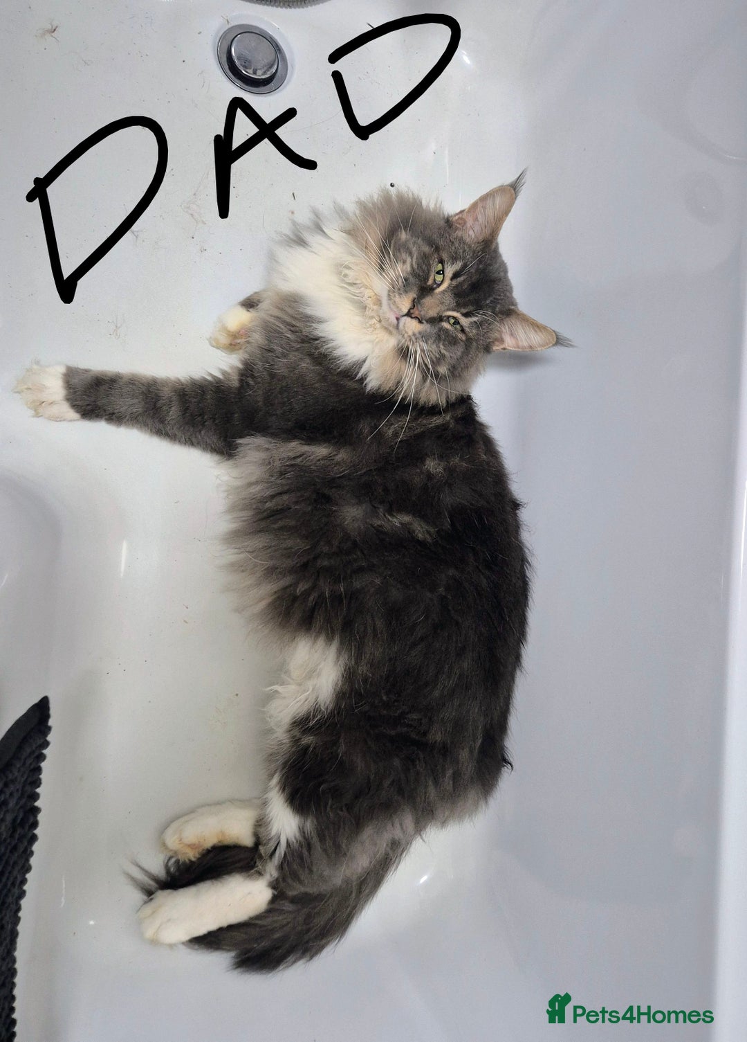 Maine Coon cats for sale: Gorgeous Registered Maine Coon Kittens - Advert 6