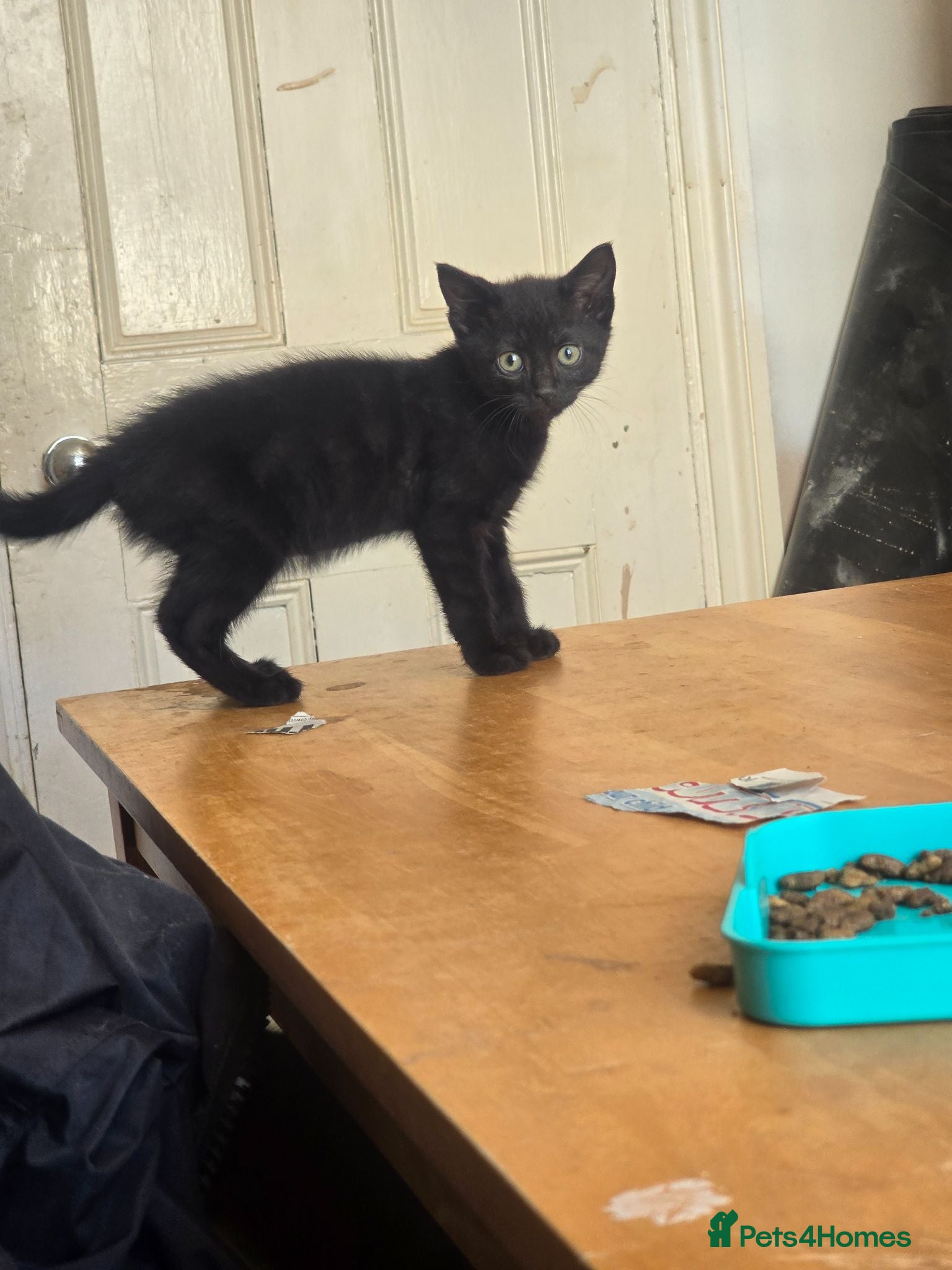 Mixed Breed cats Kittens - Advert 3