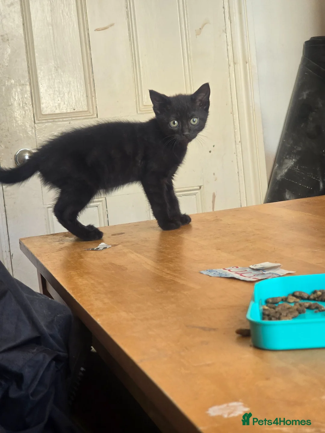 Mixed Breed cats for sale: Kittens in Gillingham - Advert 1