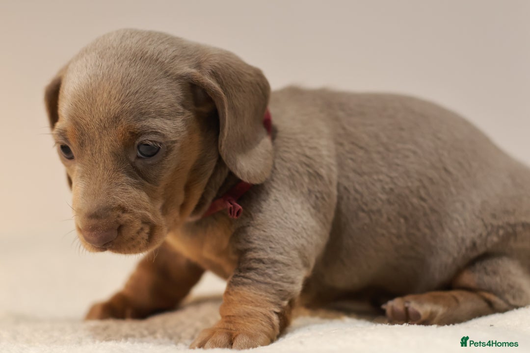 Miniature Dachshund dogs for sale: 5StarsLicensed+KC+PRAClear+VetChecked - Image 32