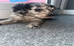 Cockapoo dogs for sale: 5 beautiful cockapoos! ONLY 2 LEFT  - Image 9