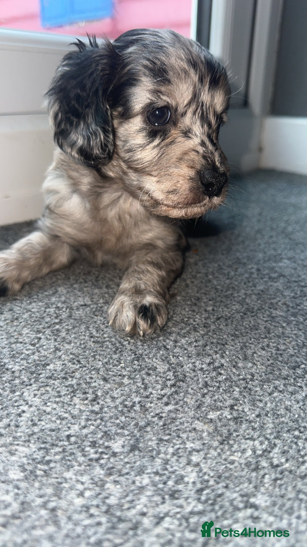 Cockapoo dogs for sale: 5 beautiful cockapoos! ONLY 2 LEFT  - Image 9