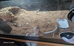 Lizard reptiles for sale: Blue tongue skink - Image 4