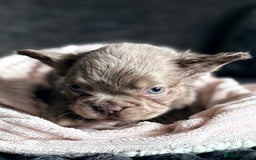 French Bulldog dogs for sale: FLUFFY FRENCH BULLDOGS - Image 21
