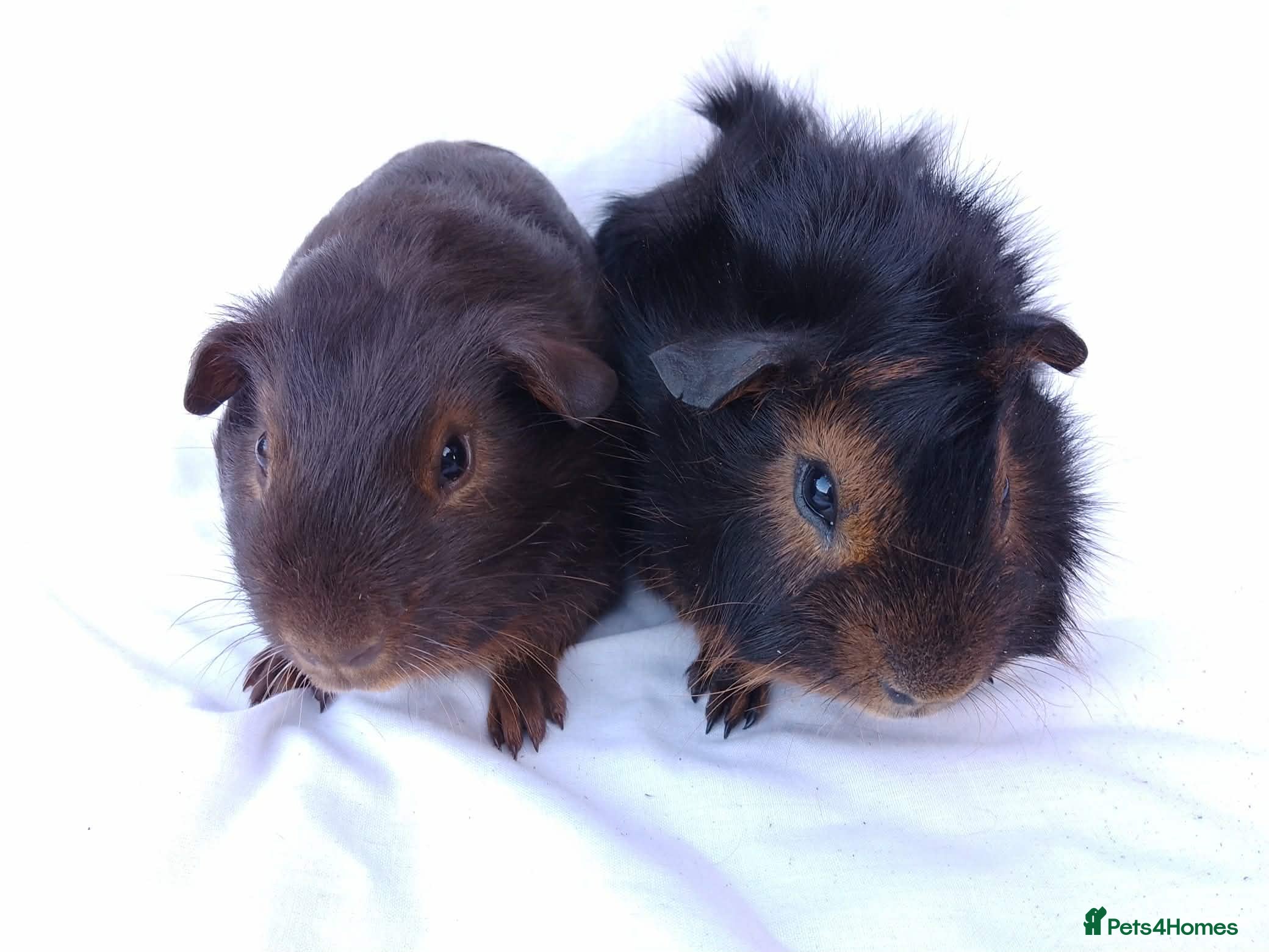 Guinea Pig rodents Lovely Baby Guinea pig boys available  - Advert 1