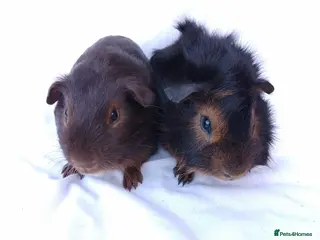 Guinea Pig rodents Lovely Baby Guinea pig boys available - Advert 1