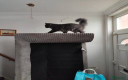Ragcoon cats for sale: Maine coon X Ragdoll kitten - Image 28