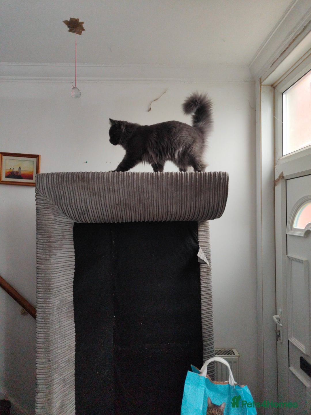 Ragcoon cats for sale: Maine coon X Ragdoll kitten - Image 28