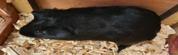 Guinea Pig rodents for sale: Gunea Pigs - Advert 1