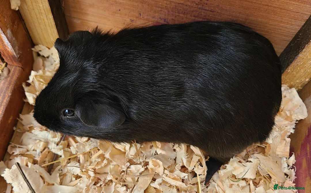 Guinea Pig rodents for sale: Gunea Pigs - Advert 1