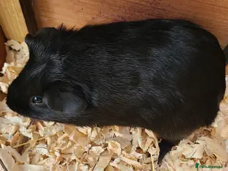 Guinea Pig rodents Gunea Pigs - Advert 1