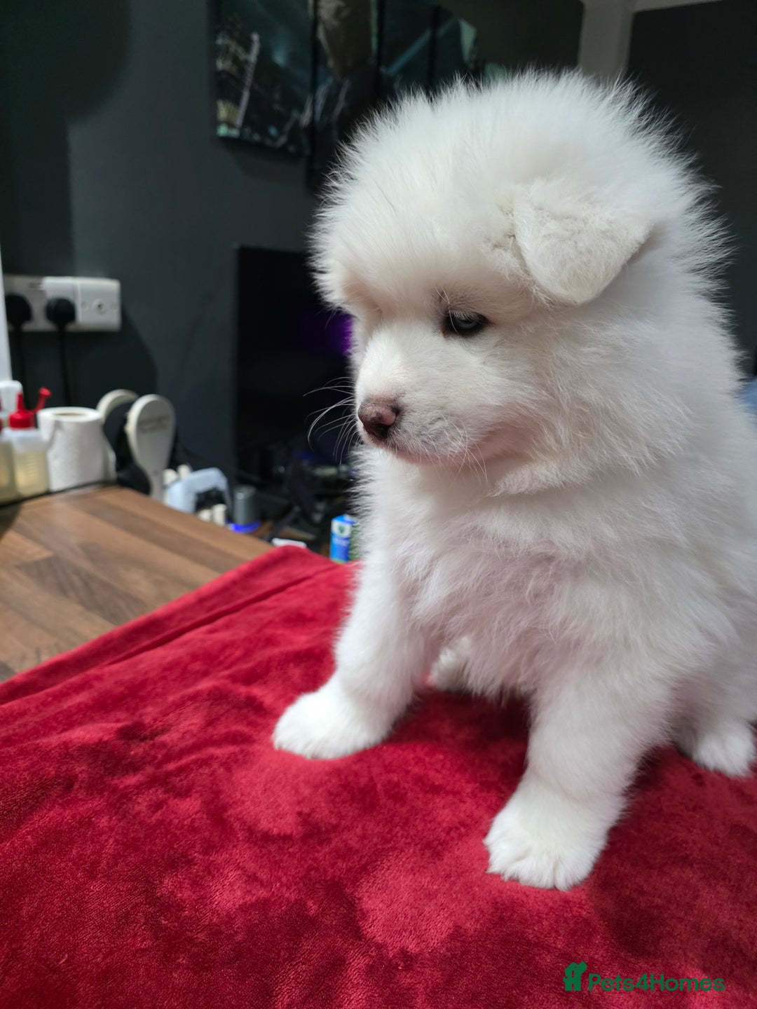 Samoyed dogs for sale: Samoyed puppies for sale  - Image 5
