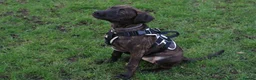 Mixed Breed dogs for sale: Beautiful girl staff cross  in Bolton - Advert 1