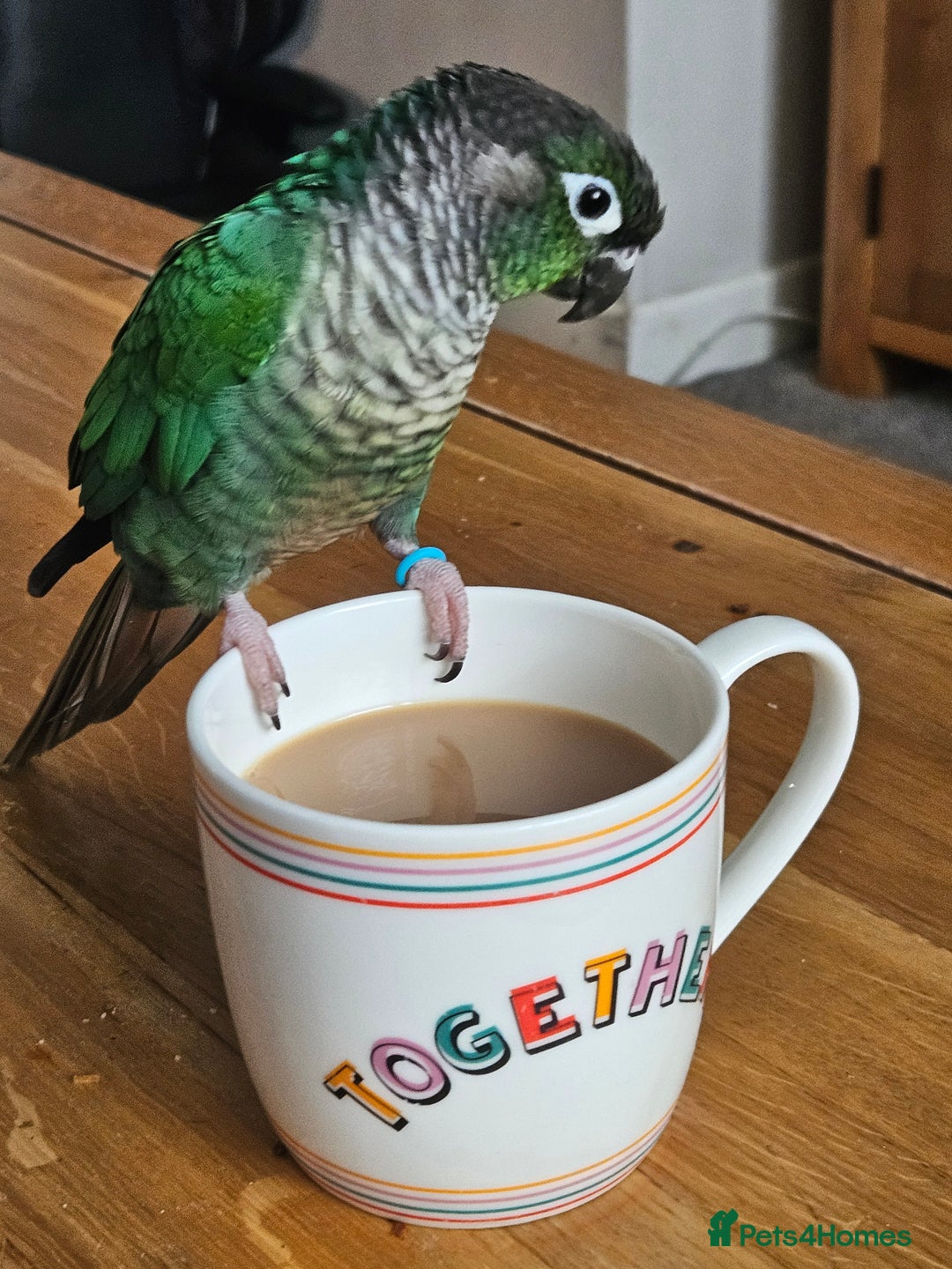 Conures birds for sale: Male handreared conure - Advert 1