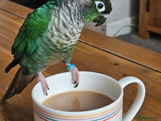 Conures birds Male handreared conure - Advert 1