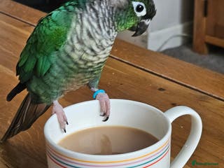 Conures birds Male handreared conure - Advert 1