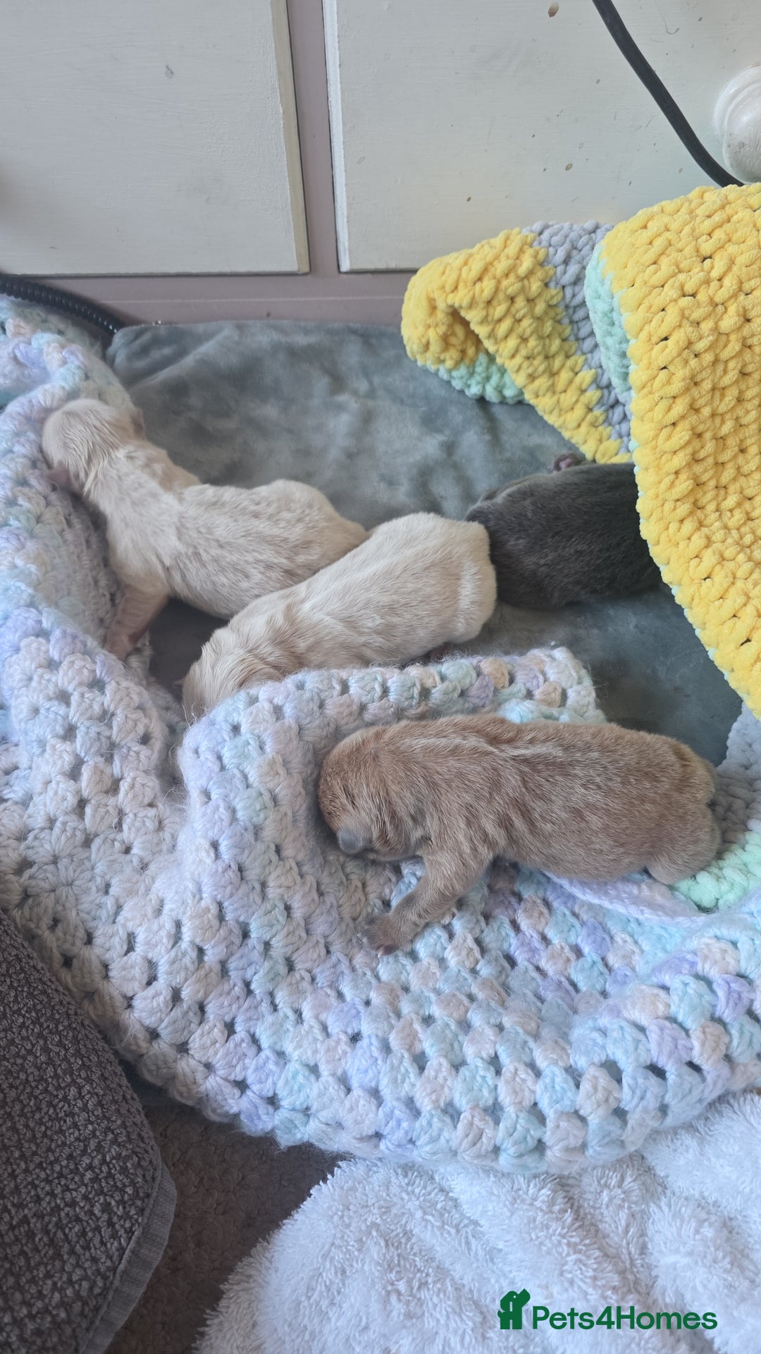 Chow Chow dogs for sale: 7 beautiful chow chow for sales - Advert 4