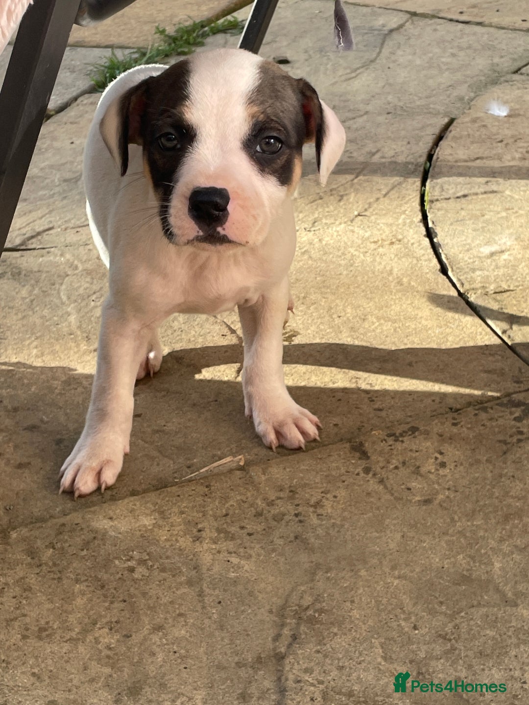 Staffordshire Bull Terrier dogs for sale: Beautiful staff pups for sale - Image 10