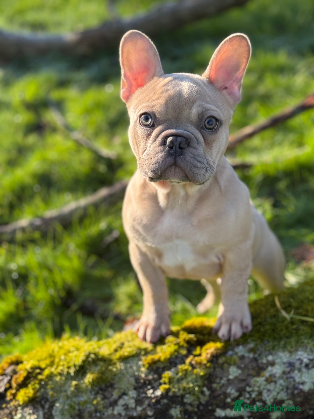 French Bulldog dogs for sale: French bulldog puppy announcement  - Advert 6