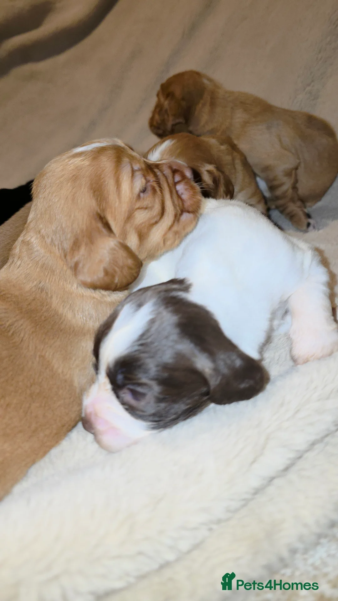 Cocker Spaniel dogs for sale: Cocker spaniel pups ready NEXT WEEK - Advert 4