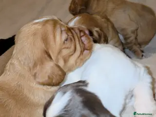 Cocker Spaniel dogs 7 Cocker spaniel pups ready to leave 28/2/26 - Advert 17