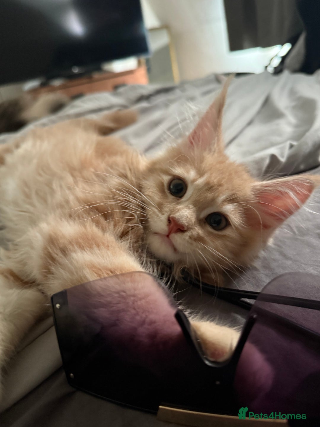 Maine Coon cats for sale: Pedigree fluffy Maine coon kittens - Image 6