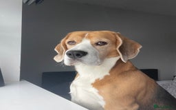 Beagle dogs for stud: Mr BORIS - Image 3