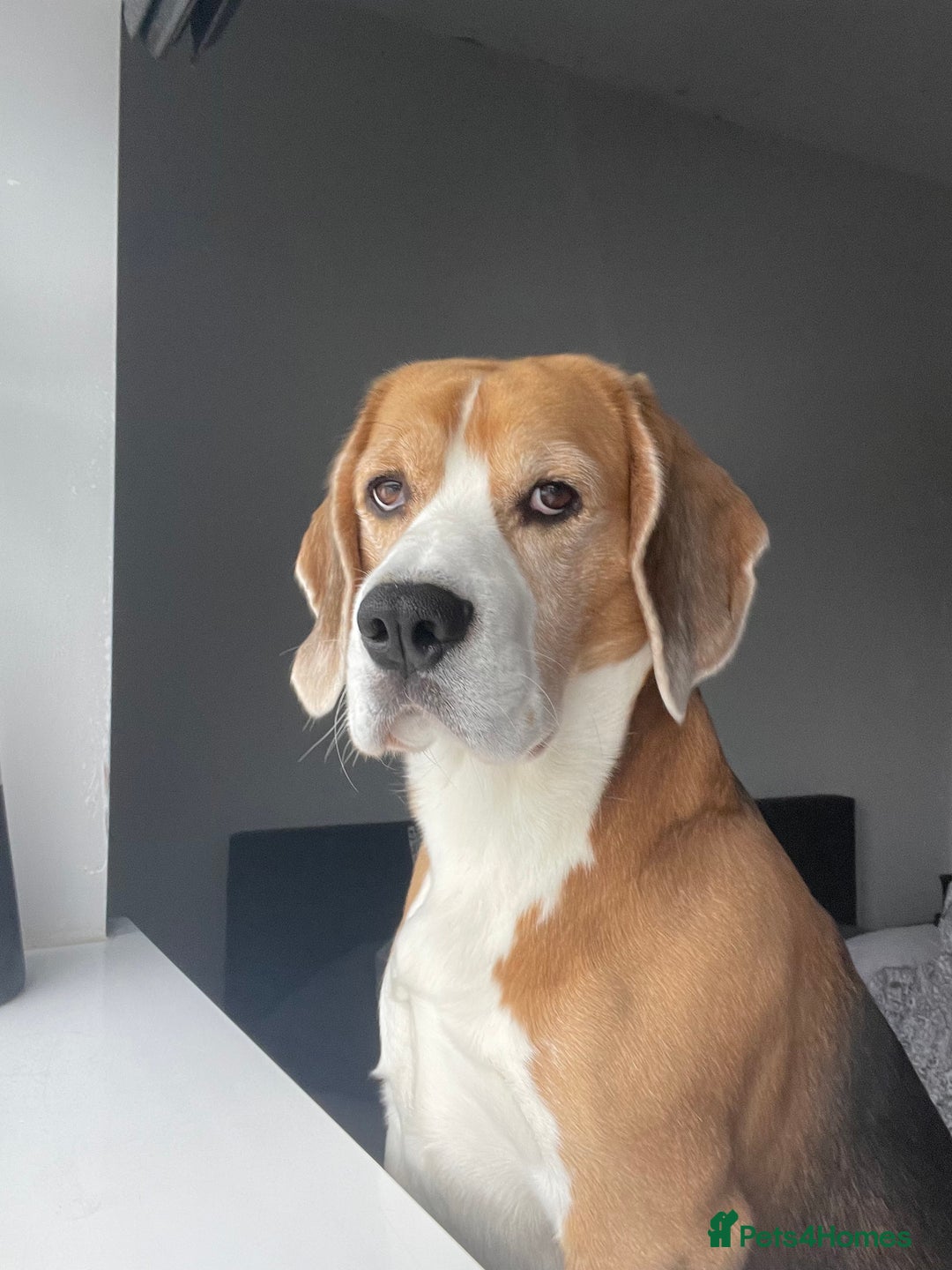 Beagle dogs for stud: Mr BORIS - Image 3