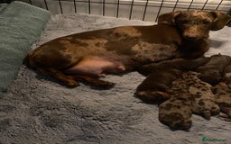 Miniature Dachshund dogs for sale: Beautiful choc and tan mini dachshund little girl - Image 4