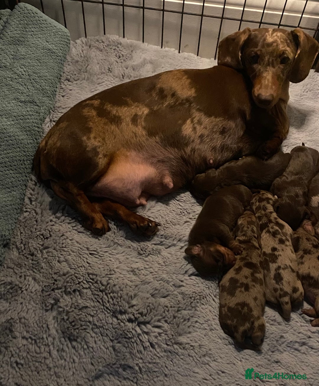 Miniature Dachshund dogs for sale: Beautiful choc and tan mini dachshund little girl - Image 4