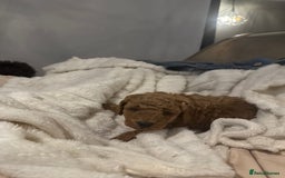 Maltipoo dogs for sale: Maltipoo pups ready to go around 22nd December - Advert 11