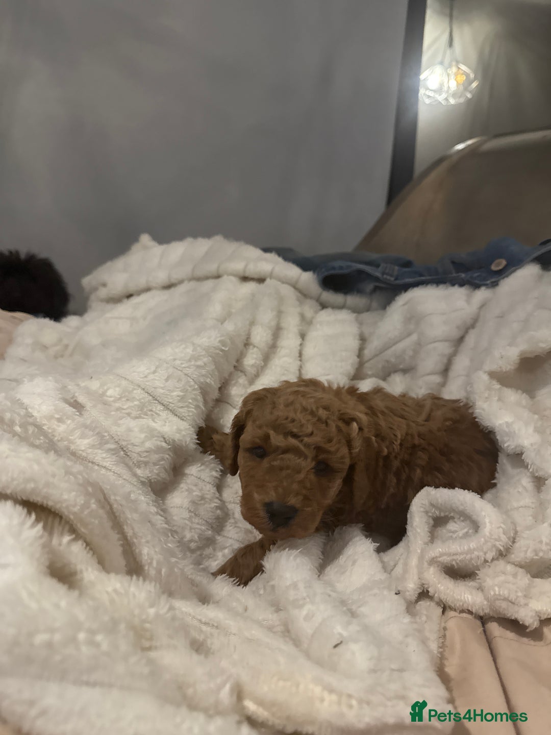Maltipoo dogs for sale: Maltipoo pups ready to go around 22nd December - Advert 11