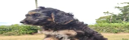 Cockapoo dogs for sale: 1 boy remaining,F1 cocapoo  - Advert 8