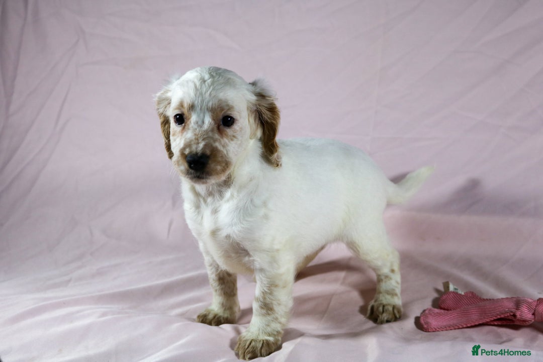 Cockapoo dogs for sale: Ready now beautiful litter F1B cockapoo puppies  in Leicester - Image 36