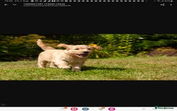 Labradoodle dogs for sale: 2nd Generation Labradoodles - Image 11