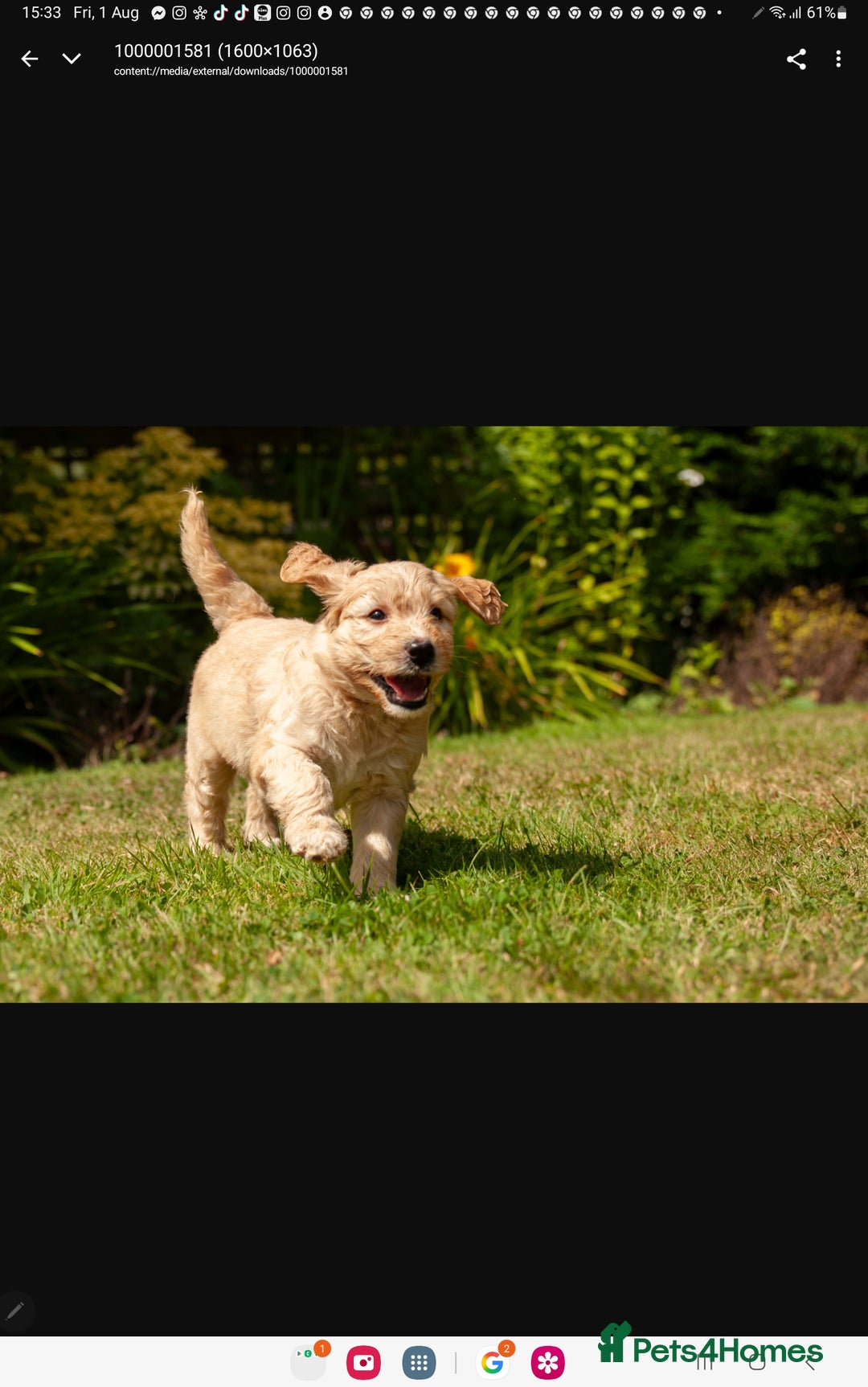Labradoodle dogs for sale: 2nd Generation Labradoodles - Image 11