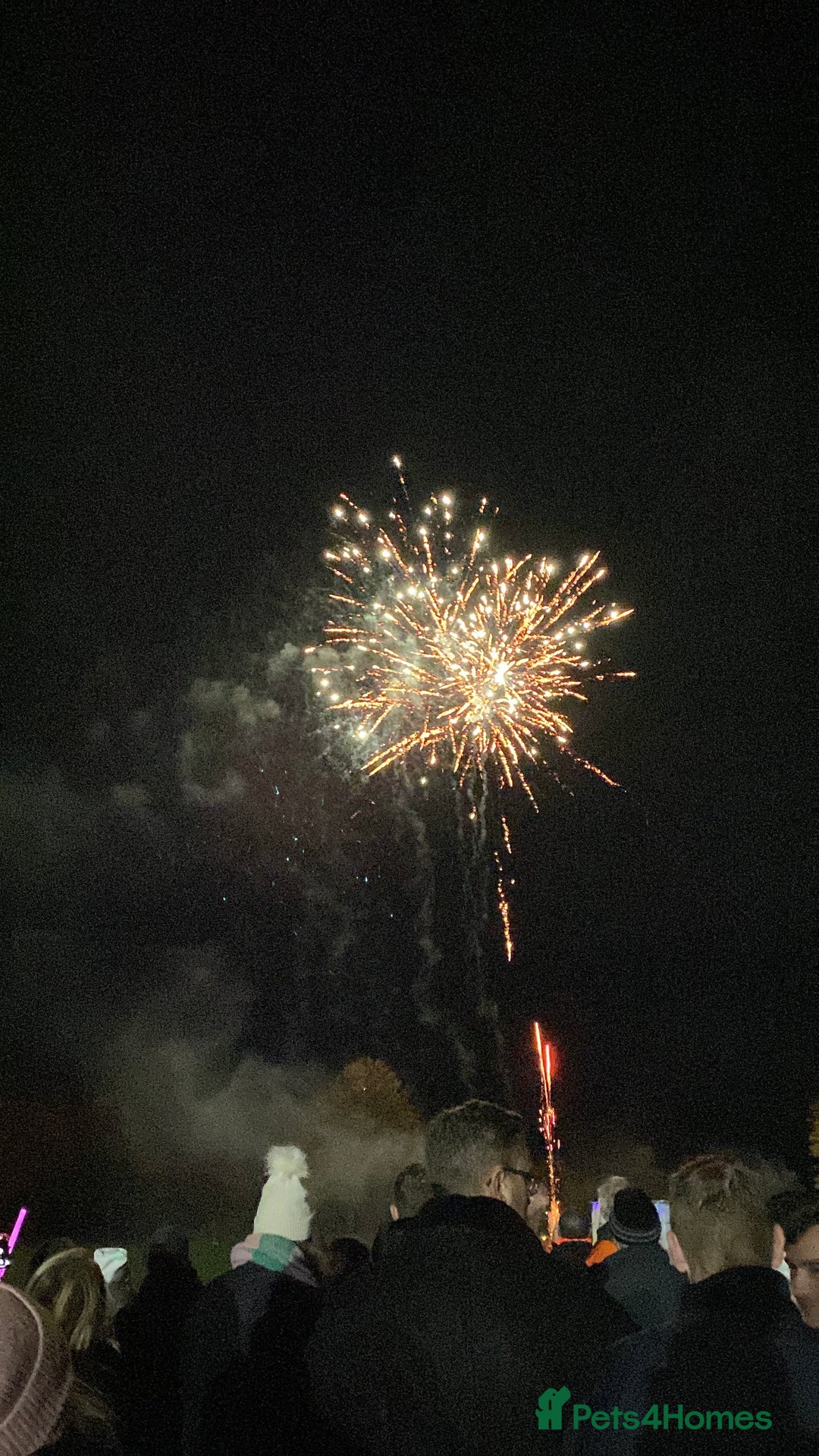 French Bulldog dogs for sale: French Bulldog (Blu) - Image 3