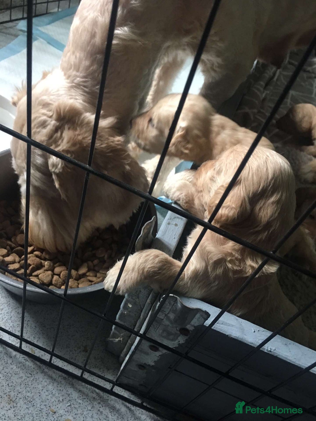 Goldendoodle dogs for sale: Golden Doodle litter  - Image 22