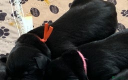 Labrador Retriever dogs for sale: KC registered black Labrador puppies - Image 2