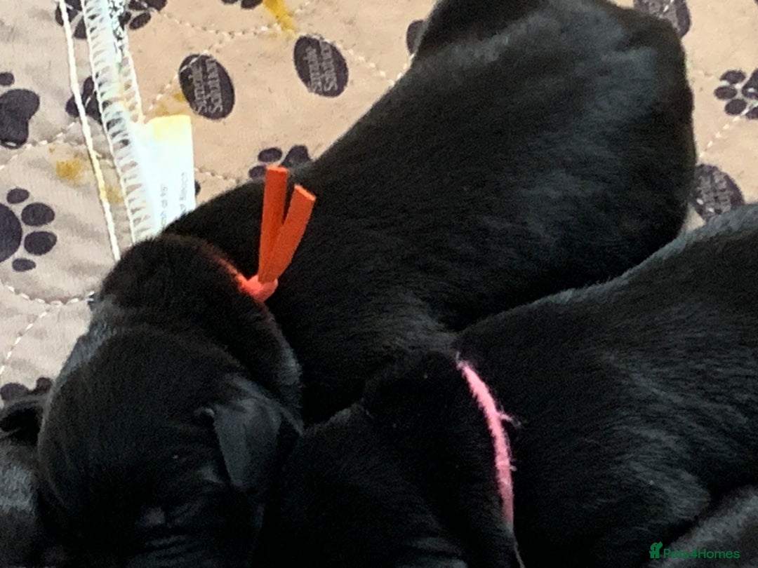 Labrador Retriever dogs for sale: KC registered black Labrador puppies - Image 2