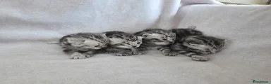 Female White Collar 